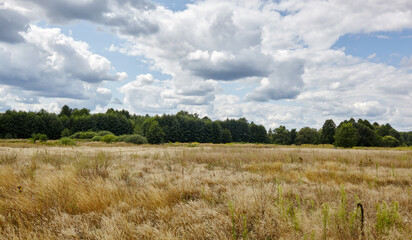 Obraz premium Panoramic photo of bright summer forest against the sky and meadows. Beautiful landscape of green trees and blue sky background