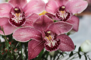 Obraz na płótnie Canvas fresh bouquet of pink orchid flowers