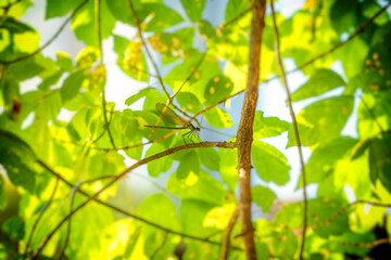 Dragonfly on a tree twig on a green background.