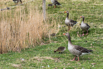 wildes Geflügel