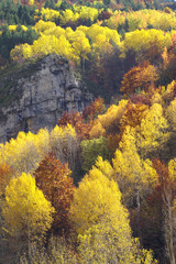 Bosque caducifolio. Valle de Isábena.Pirineo Aragones.Huesca.España.