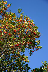 Madro&ntilde;o (Arbutus unedo).Plansalloses.Garrotxa. Girona..Catalunya.Espa&ntilde;a.
