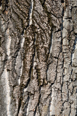 Candadian poplar