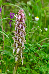 Roberts barlia, Barlie // Riesenknabenkraut (Himantoglossum robertianum) - Mani, Greece // Griechenland