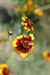 Plains tickseed