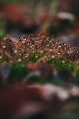 Moss on the forest ground with dew drops. High quality photo