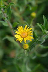 Lemonyellow false goldenaster