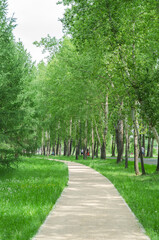 Fototapeta na wymiar road in city park with green trees in summer