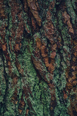 Structure of bark covered in lichen. High quality photo