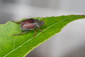 A monkey beetle walking on a leaf (Hoplia philanthus)