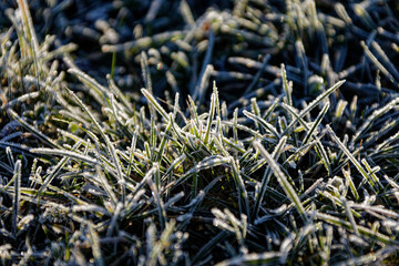 Gefrorenes Gras