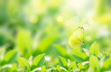 Closeup nature view of butterfly with green leaf on blurred greenery background in garden with copy space using as background natural green plants landscape,