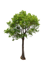 Isolated (Burma padauk) Pterocarpus macrocarpus trees on white background. tropical trees isolated used for design, advertising and architecture.