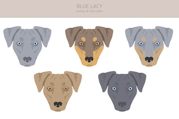 Fototapeta premium Blue Lacy clipart. Different coat colors and poses set
