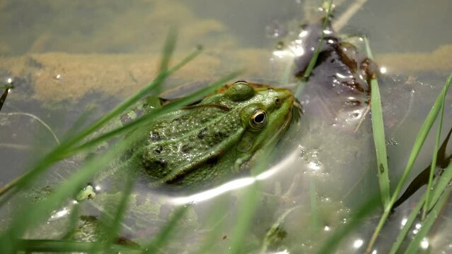 Frog is sitting in a pond with flies flying around.