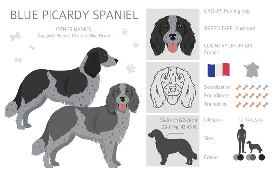 Blue Picardy Spaniel