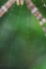 spider on web