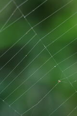 spider on web