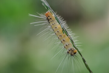 close up of a caterpillar