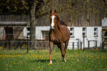 Arabian horse on a dandelion meadow