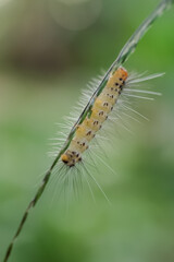 caterpillar on a leaf