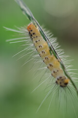 close up of a caterpillar