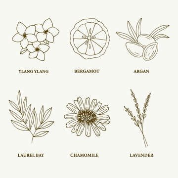 Line Art Essential Oil Plants And Flowers