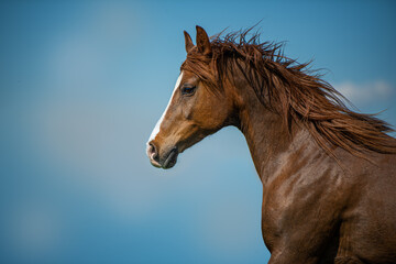 Fototapeta na wymiar Galloping arabian horse with blue sky as background