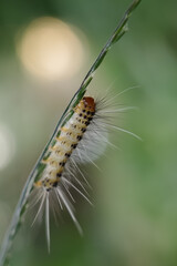 caterpillar on a leaf