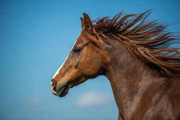 Galloping arabian horse with blue sky as background