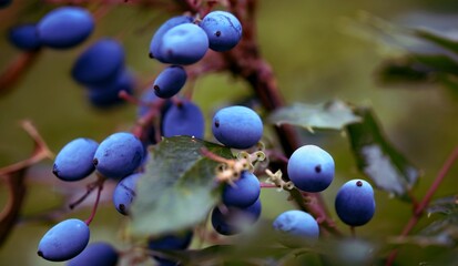 wunderschöne, blaue früchte von der mahonie (berberitzengewächs) header, banner, karte, platz...