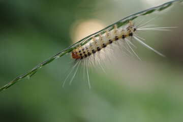 caterpillar on a leaf