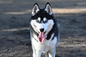 Portrait of a Beautiful Husky dog looking at the camera in the morning sun in a dog park in France.
