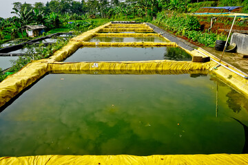 Cultivation of catfish in traditional ponds. Bogor, West Java