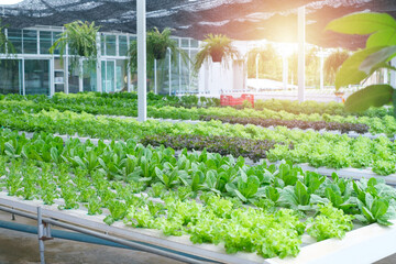 Hydroponic Salad farm. Fresh vegetable garden harvest in organic greenhouse.