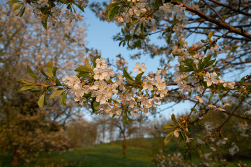 Blooming cherry branch