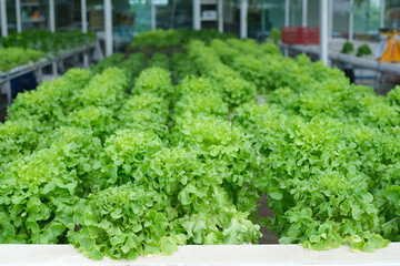 Hydroponic Salad farm. Fresh vegetable garden harvest in organic greenhouse.