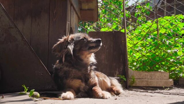 A brown dog basks in the sun and licks his lips while wagging his tail while lying on the street against the background of his booth. Country dog on a leash