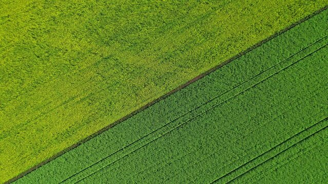 Agricultural field top view. Field with different crops, aerial view. Agricultural industry