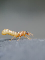 macro of a caterpillar