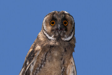 close up of owl against blue sky