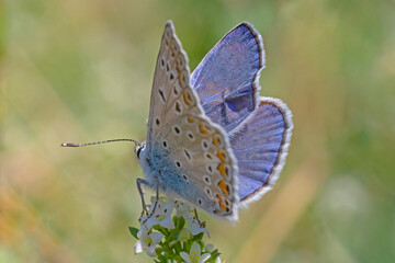 blue lycaenidae butterfly with opened wings