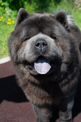 a beautiful portrait of chow chow dog