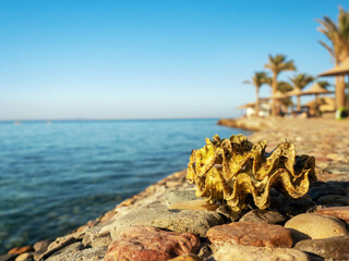 Fototapeta premium A giant clam shell lies on the shores of the Red Sea in Egypt. High quality photo