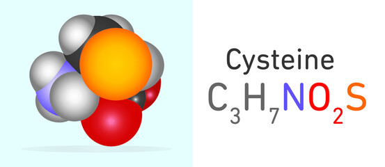 Cysteine (C3H7NO2S) amino acid molecule. Space filling model. Structural Chemical Formula and Molecule Model. Chemistry Education