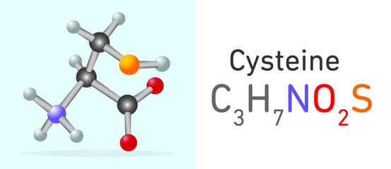 Cysteine (C3H7NO2S) amino acid molecule. Stick model. Structural Chemical Formula and Molecule Model. Chemistry Education