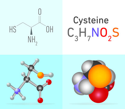 Cysteine (C3H7NO2S) amino acid. Two 
different molecule model and chemical formula. Ball, stick and Space filling model. Structural Chemical Formula and Molecule Model. Chemistry Education