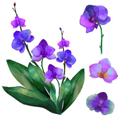 set purple orchid tropical flower illustration watercolor