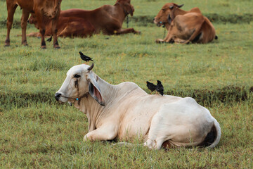 Fototapeta premium cow