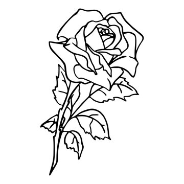 contour black image of a rose on a white background, drawing, graphics, design